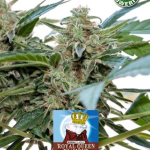 Royal Queen Diamond auto