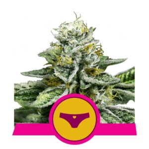 Royal Queen Seeds RQS - Sherbet Queen