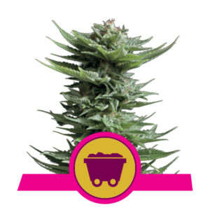 Royal Queen Seeds Shining Silver Haze