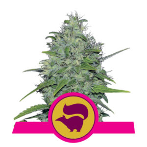 Royal Queen Seeds Skunk XL