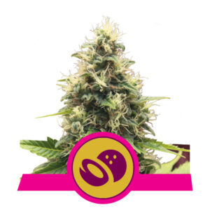 Royal Queen Seeds Somango XL