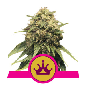 Royal Queen Seeds Special Queen #1