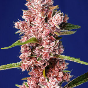 Sweet Seeds Tropicanna Poison F1 Fast Version