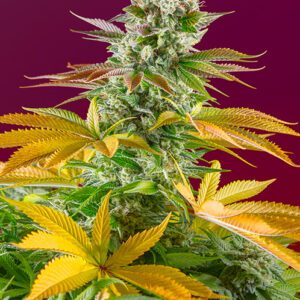 Sweet Seeds Gorilla Girl F1 Fast Version