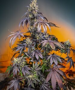 Sweet Seeds Red Gorilla Girl XL Auto