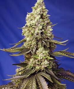 Sweet Seeds Runtz XL Auto